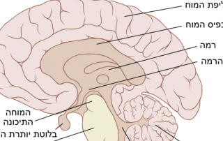 Brain image labeled with Hebrew terms