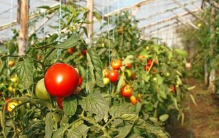 Close-up picture of tomatoes being grown in a greenhouse