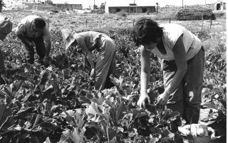 Black-and-white photo showing workers in casual clothing picking squash in a field.