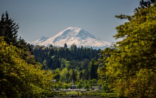 Photograph of Mount Ranier with evergreen trees flanking either side of the image and foliage in the foreground.