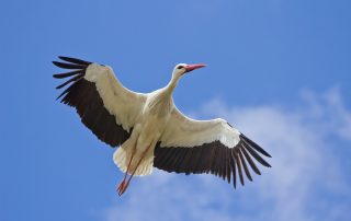 Photo of white stork with fringe of black feathers flying through blue sky