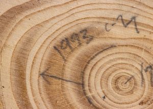pencil markings on a tree cookie's rings